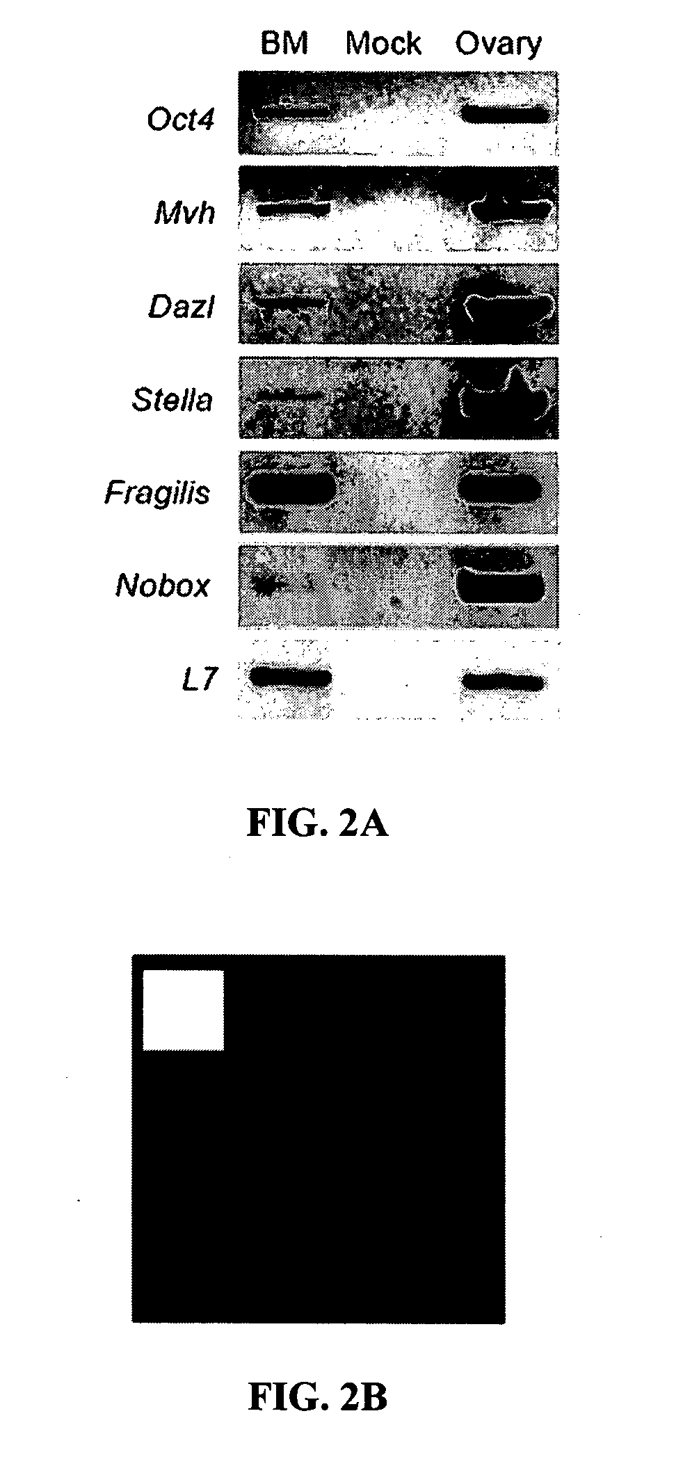 Methods and compositions for producing germ cells from bone marrow derived germline stem cells