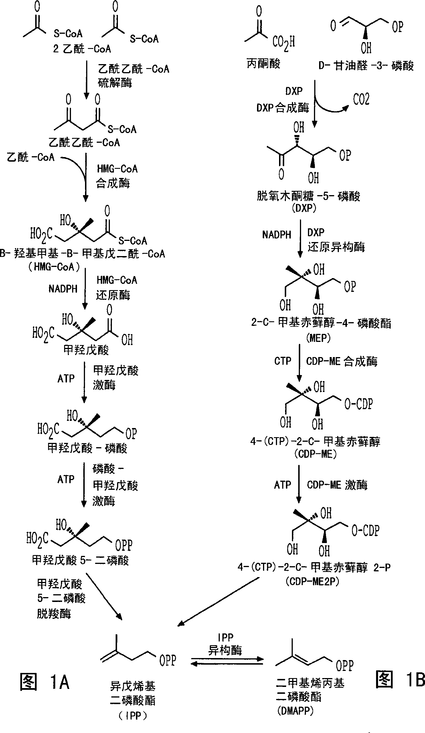 Sesquiterpene synthases and methods of use