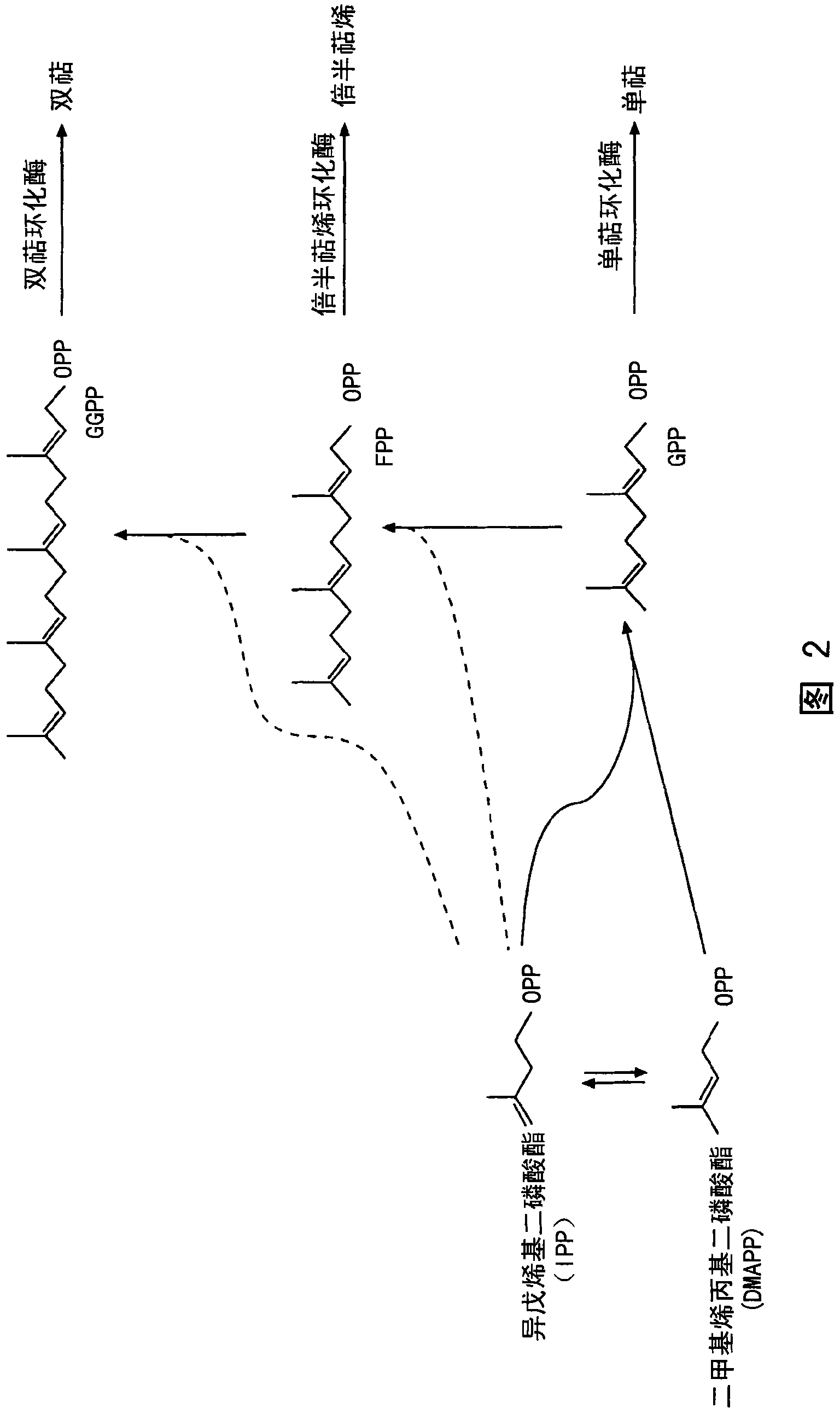 Sesquiterpene synthases and methods of use