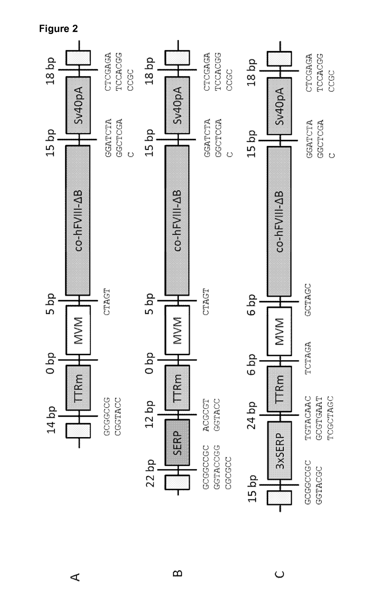 Optimized Liver-Specific Expression Systems for FVIII and FIX