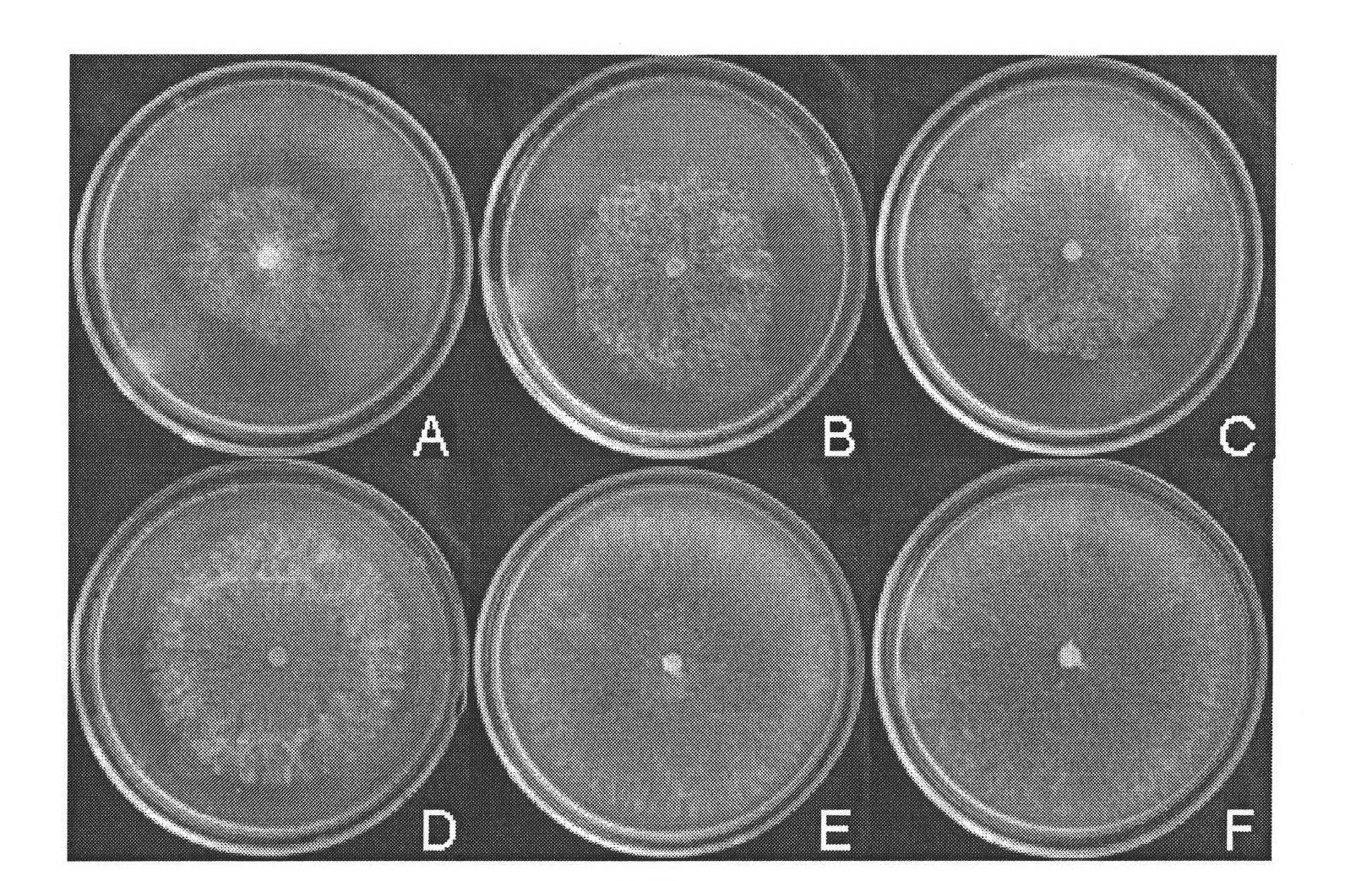 Biocontrol bacillus subtilis WJ-1 for rice sheath blight, microbial inoculum and application thereof