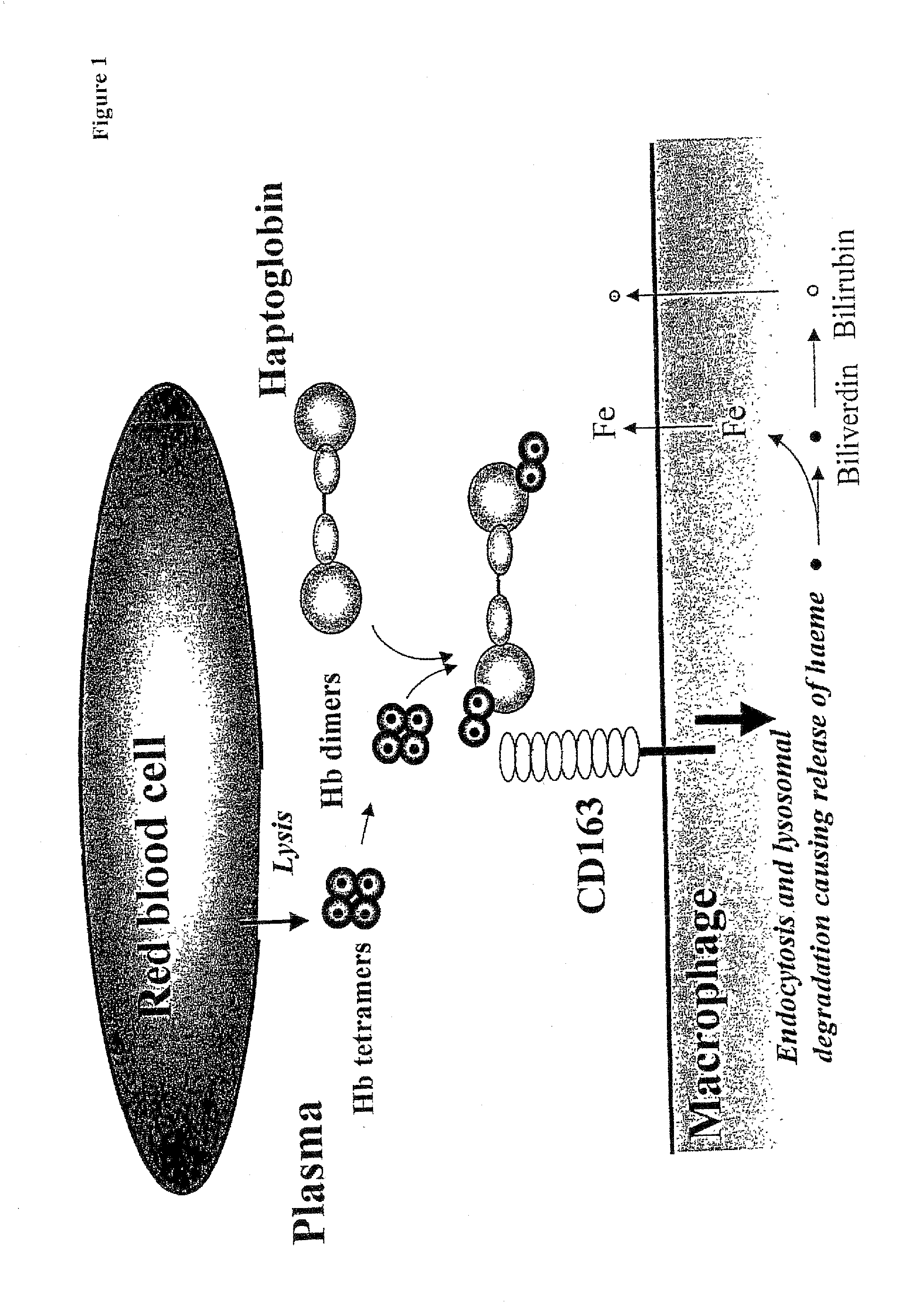 Function of a haptoglobin-haemoglobin receptor and the uses thereof