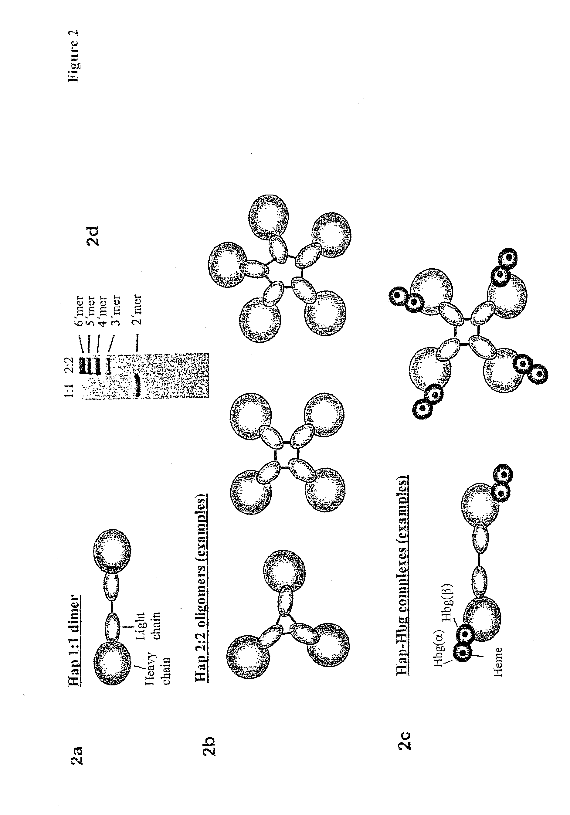 Function of a haptoglobin-haemoglobin receptor and the uses thereof