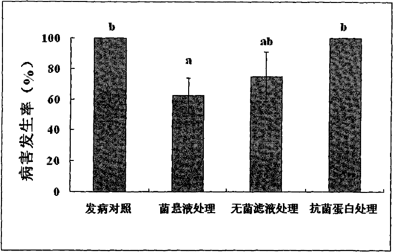A kind of Paenibacillus macerans for preventing and treating plant bacterial wilt and its application