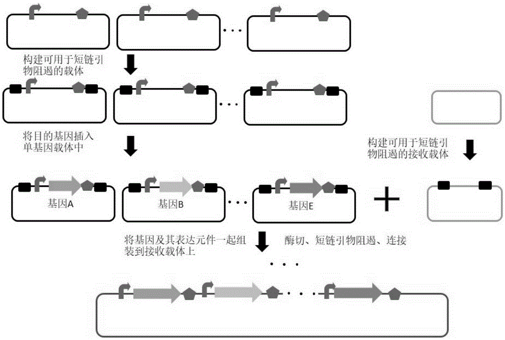 Method for improving DNA cloning and assembling efficacies by utilizing short-chain primer repression