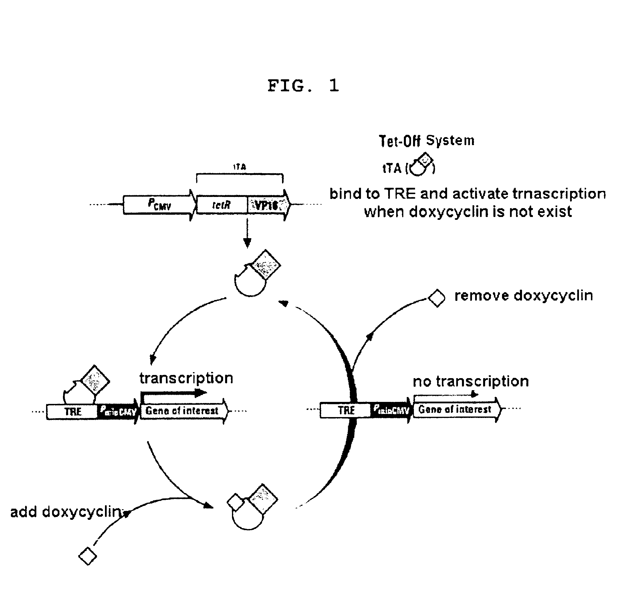 Method for mass-production of target protein by regulating the expression of chaperone protein