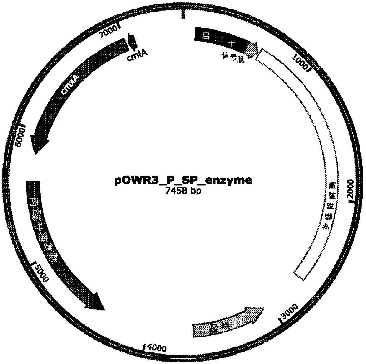 Lactic acid-utilizing bacteria genetically modified to secrete polysaccharide-degrading enzymes