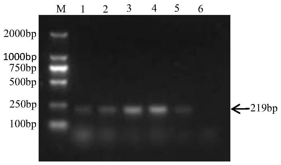 A sybr GreenⅠ fluorescent quantitative PCR kit for detecting Salmonella pullorum and its application