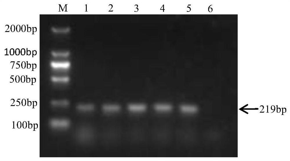 A sybr GreenⅠ fluorescent quantitative PCR kit for detecting Salmonella pullorum and its application