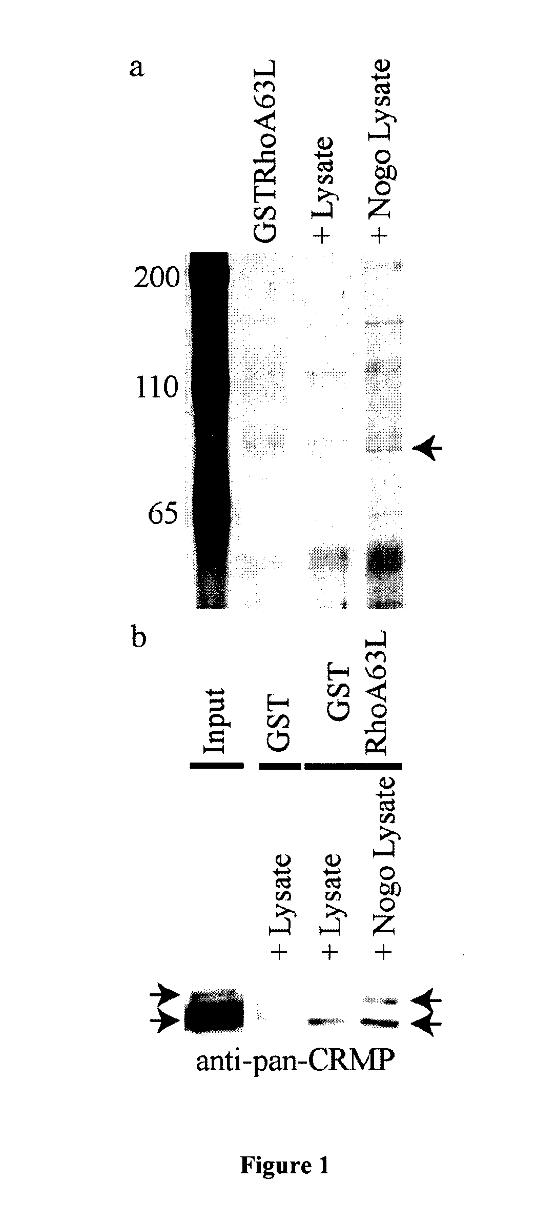 Identification of Crmp4 as a Convergent Regulator of Axon Outgrowth Inhibition