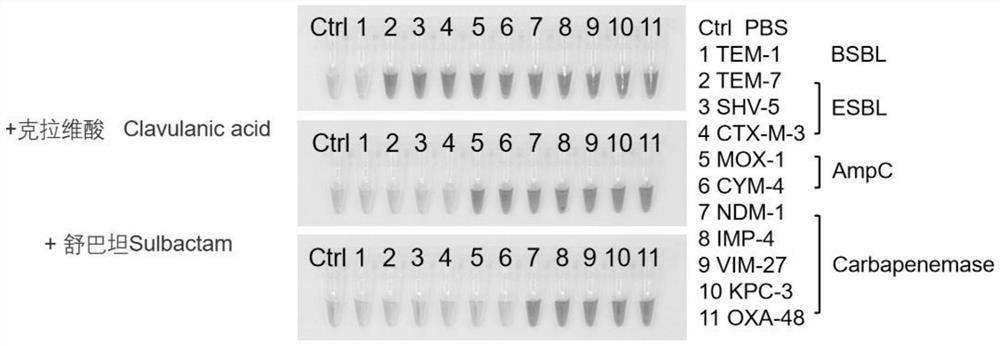 Probe for bacteria resistant to extended-spectrum beta-lactam and cephalosporin antibiotics as well as synthesis method and application of probe