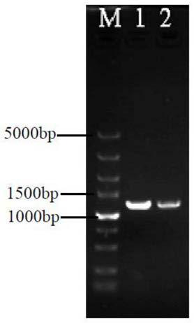 Genetically engineered high-producing strain Streptomyces diastatochromogenes and method for increasing yield of epsilon-polylysine