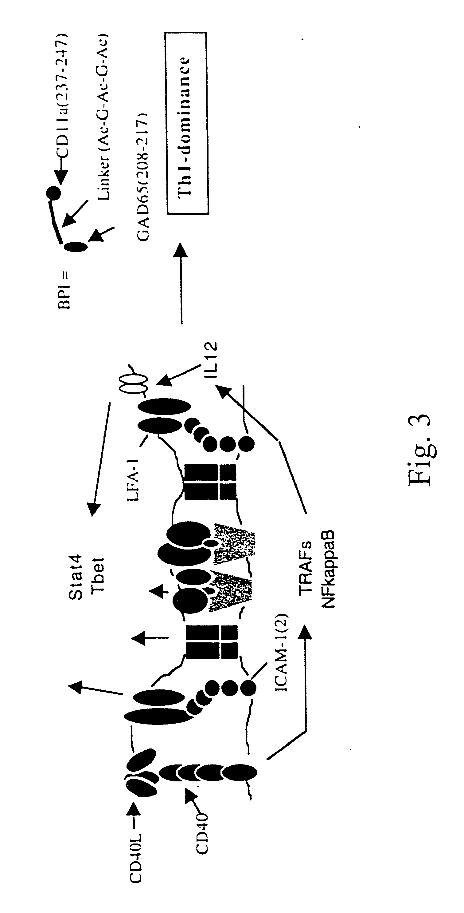 Signal-1/signal-2 bifunctional peptide inhibitors