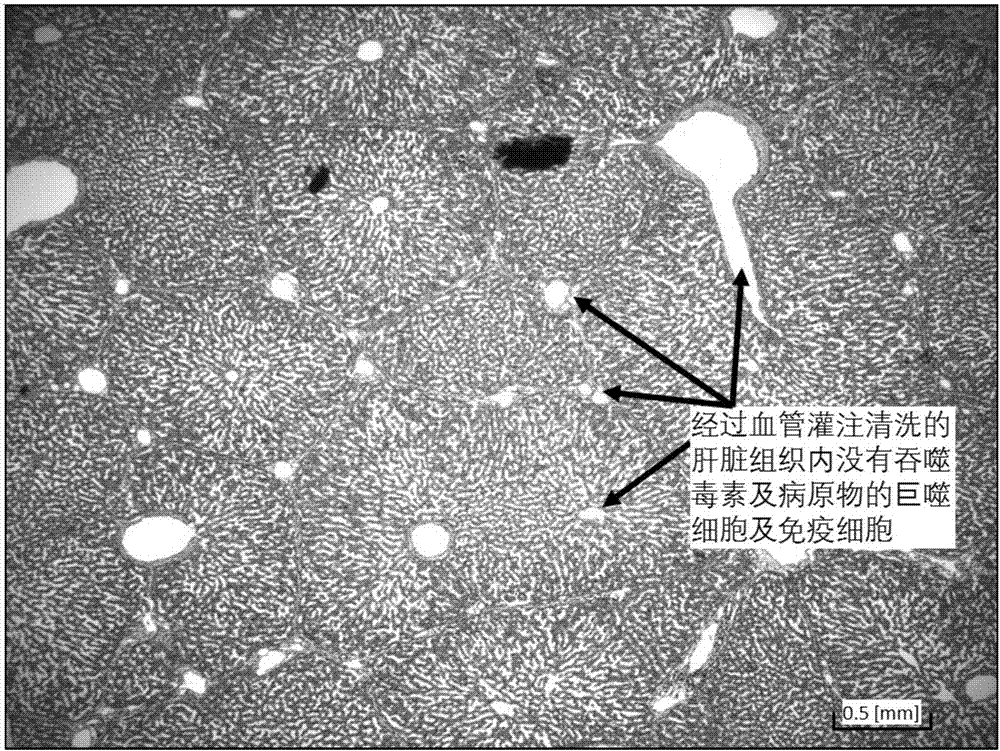 Method for cleaning fresh animal liver, removing toxic matters in fresh animal liver and keeping cell tissue in fresh animal liver fresh