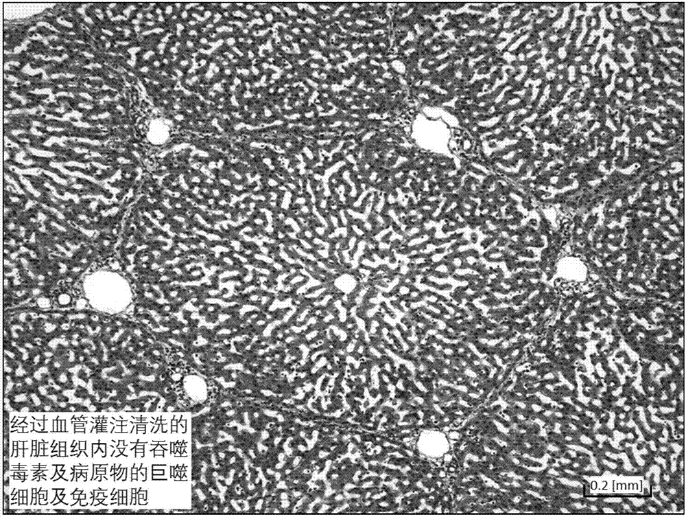 Method for cleaning fresh animal liver, removing toxic matters in fresh animal liver and keeping cell tissue in fresh animal liver fresh