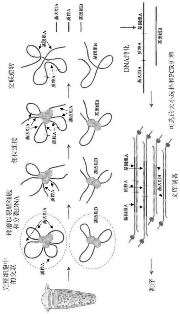 Protocol for detecting interactions within one or more DNA molecules within a cell