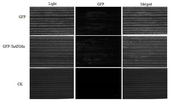 FoMV-mediated GFP-ATG8 expression vector and application thereof