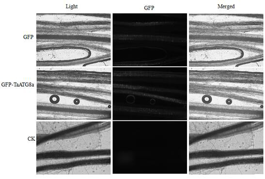 FoMV-mediated GFP-ATG8 expression vector and application thereof