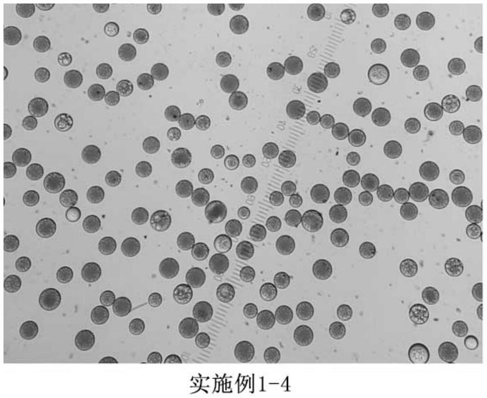 Vitamin c-containing polycaprolactone microsphere filler and preparation method therefor