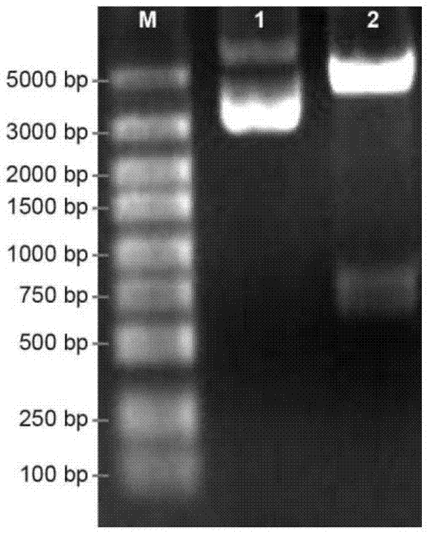 Light regulated gene expression vector for dunaliella salina and preparation method and application thereof