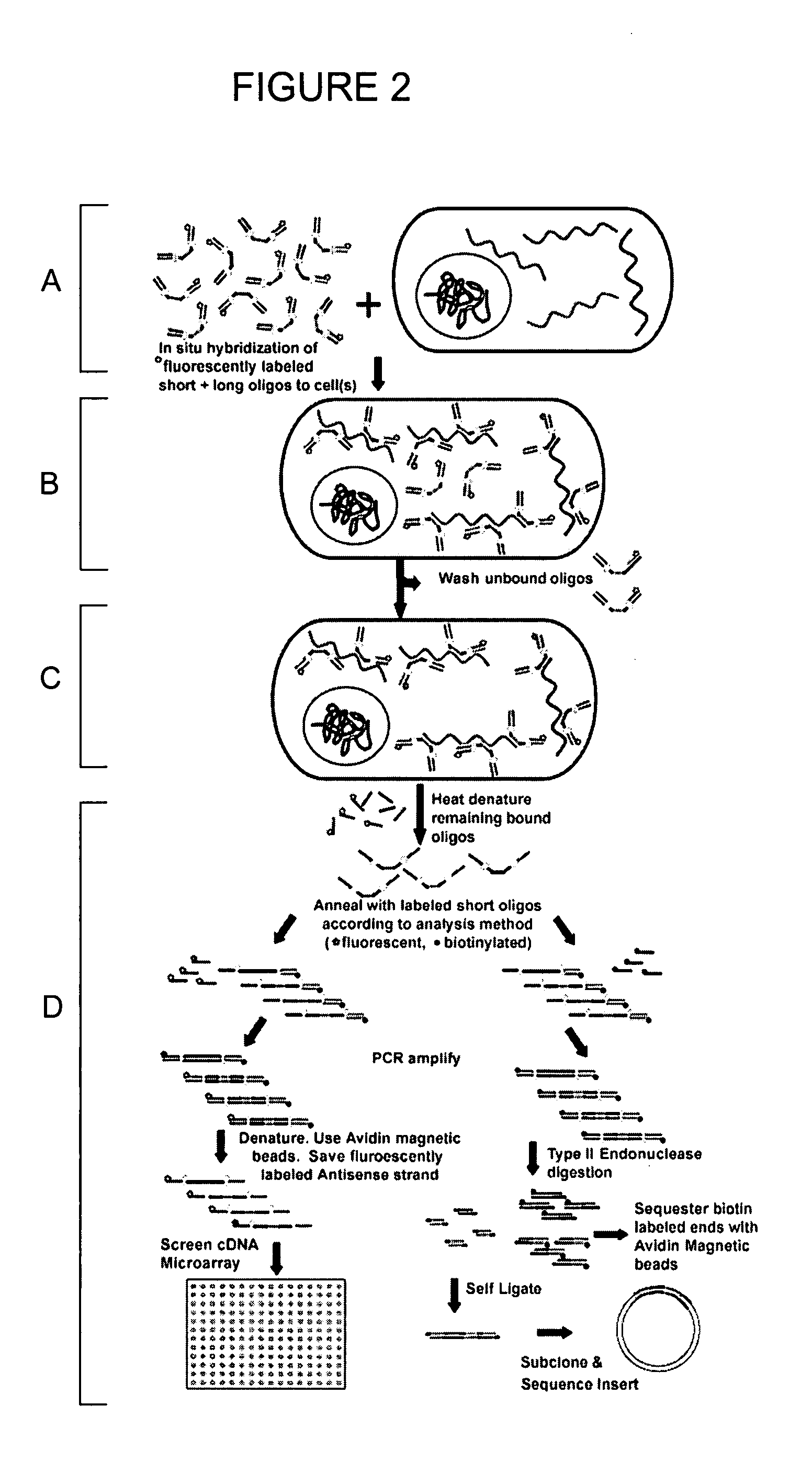 In situ cloning from pathological tissue specimens