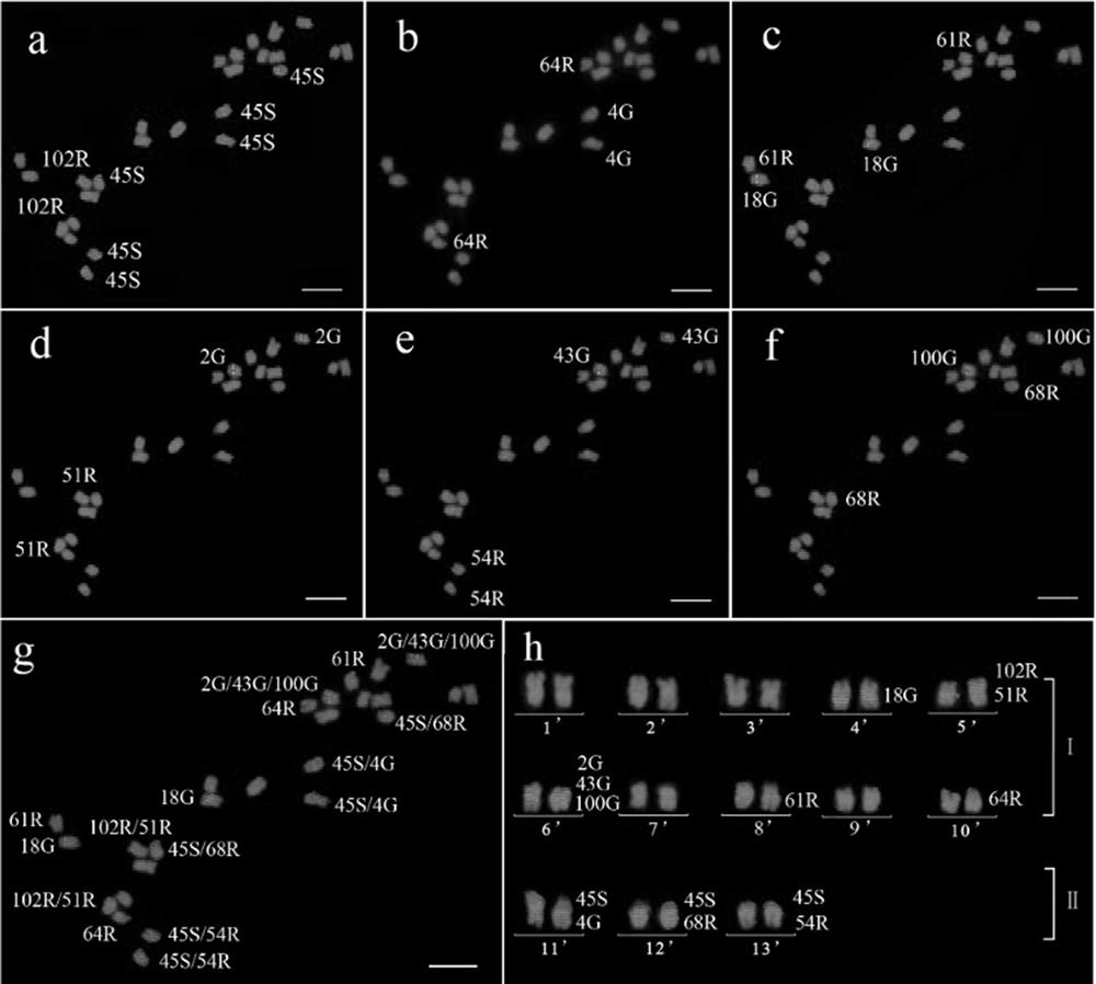 A set of bac markers for distinguishing 13 pairs of chromosomes in sesame