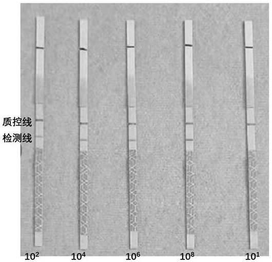 Universal RPA (recombinase polymerase amplification) nucleic acid isothermal amplification primer and kit for herpesvirus abalone HaHV-1 and application of universal RPA nucleic acid isothermal amplification primer