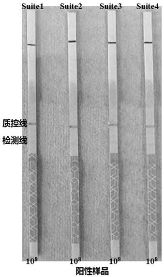 Universal RPA (recombinase polymerase amplification) nucleic acid isothermal amplification primer and kit for herpesvirus abalone HaHV-1 and application of universal RPA nucleic acid isothermal amplification primer