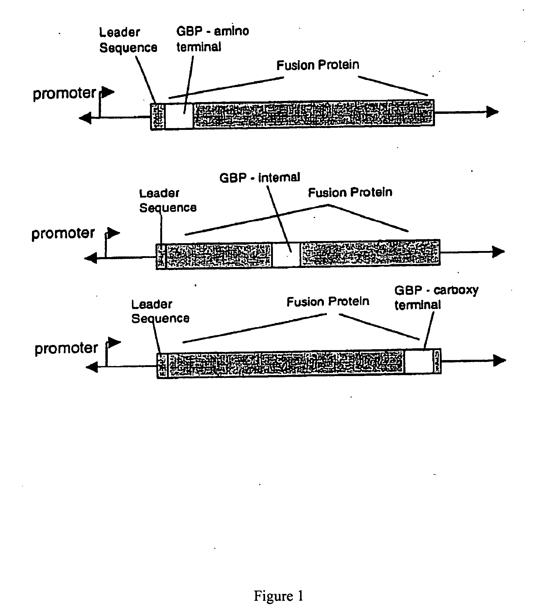 Recombinant fusion proteins with high affinity binding to gold and applications thereof