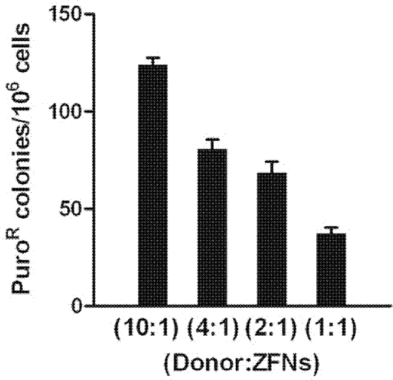 CCR5 deleted hematopoietic stem cell, preparation method and application thereof