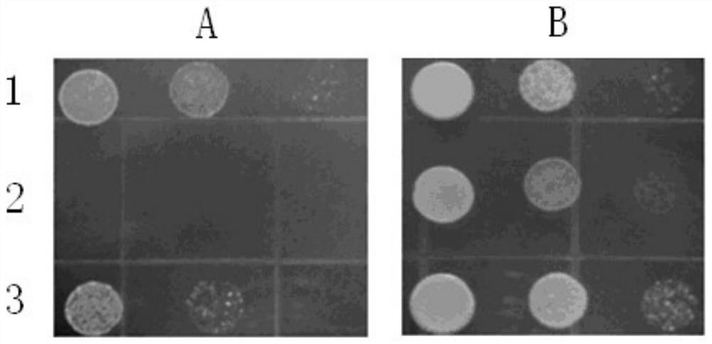 A kind of tobacco kup5 protein and its coding gene and application