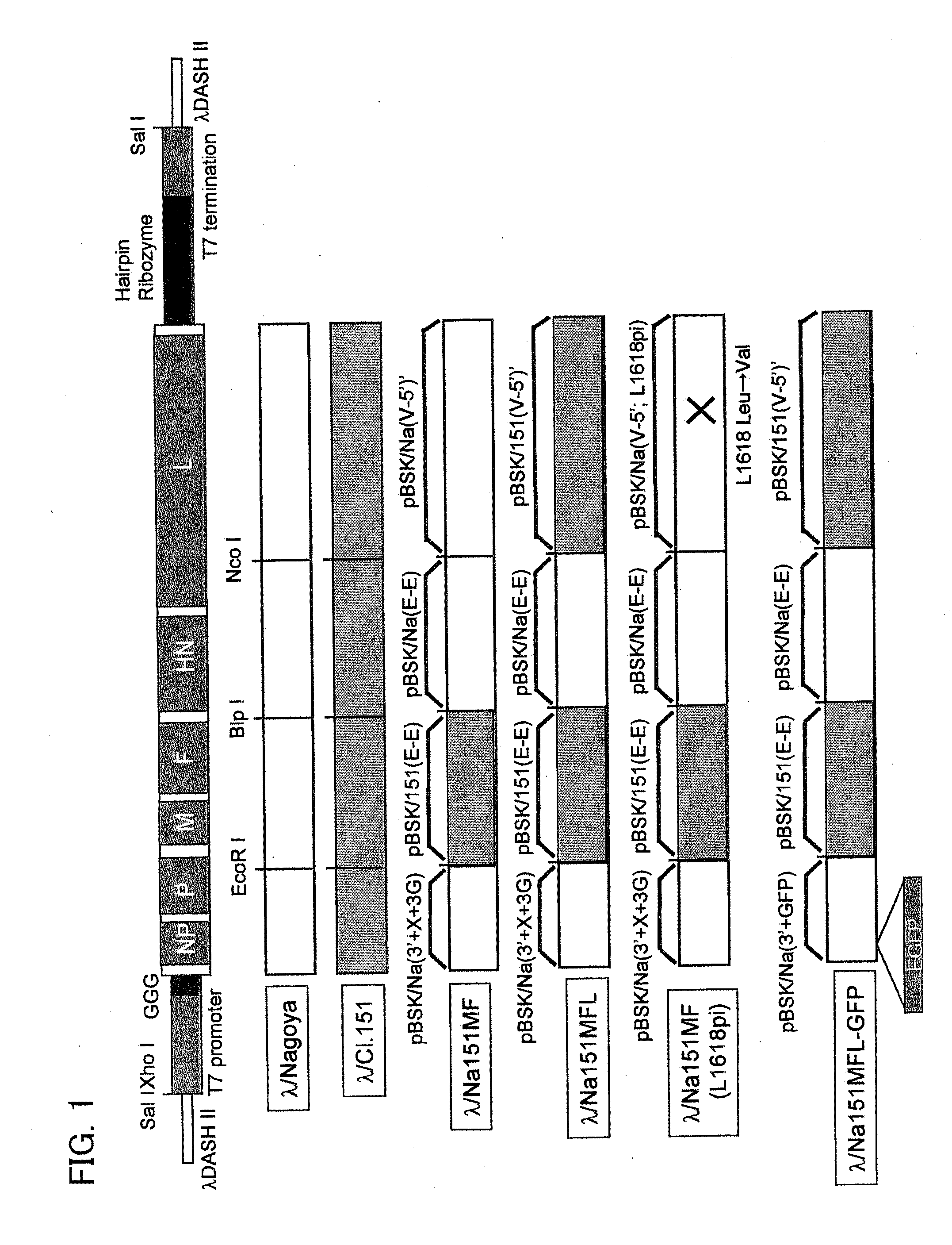 Persistently infective sendai virus vector