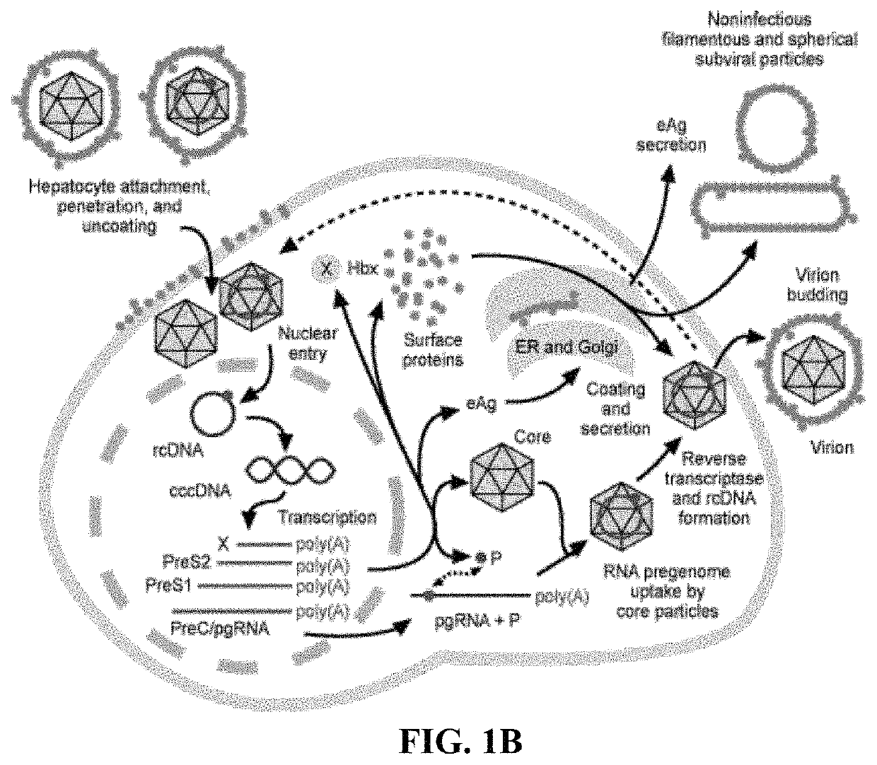 Methods and compositions for inducing an immune response against Hepatitis B Virus (HBV)