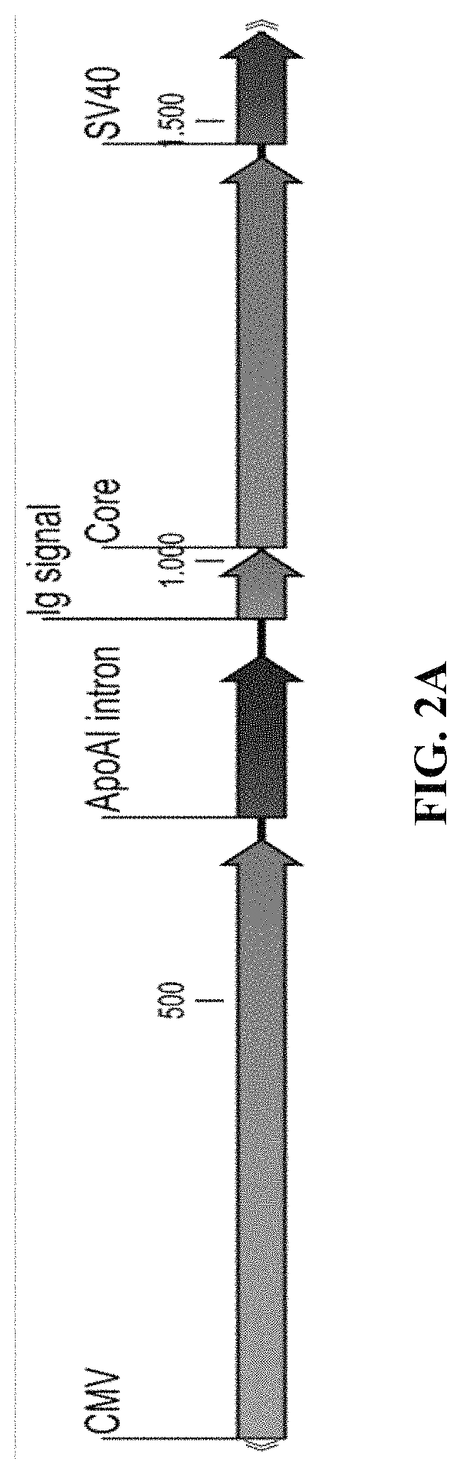 Methods and compositions for inducing an immune response against Hepatitis B Virus (HBV)