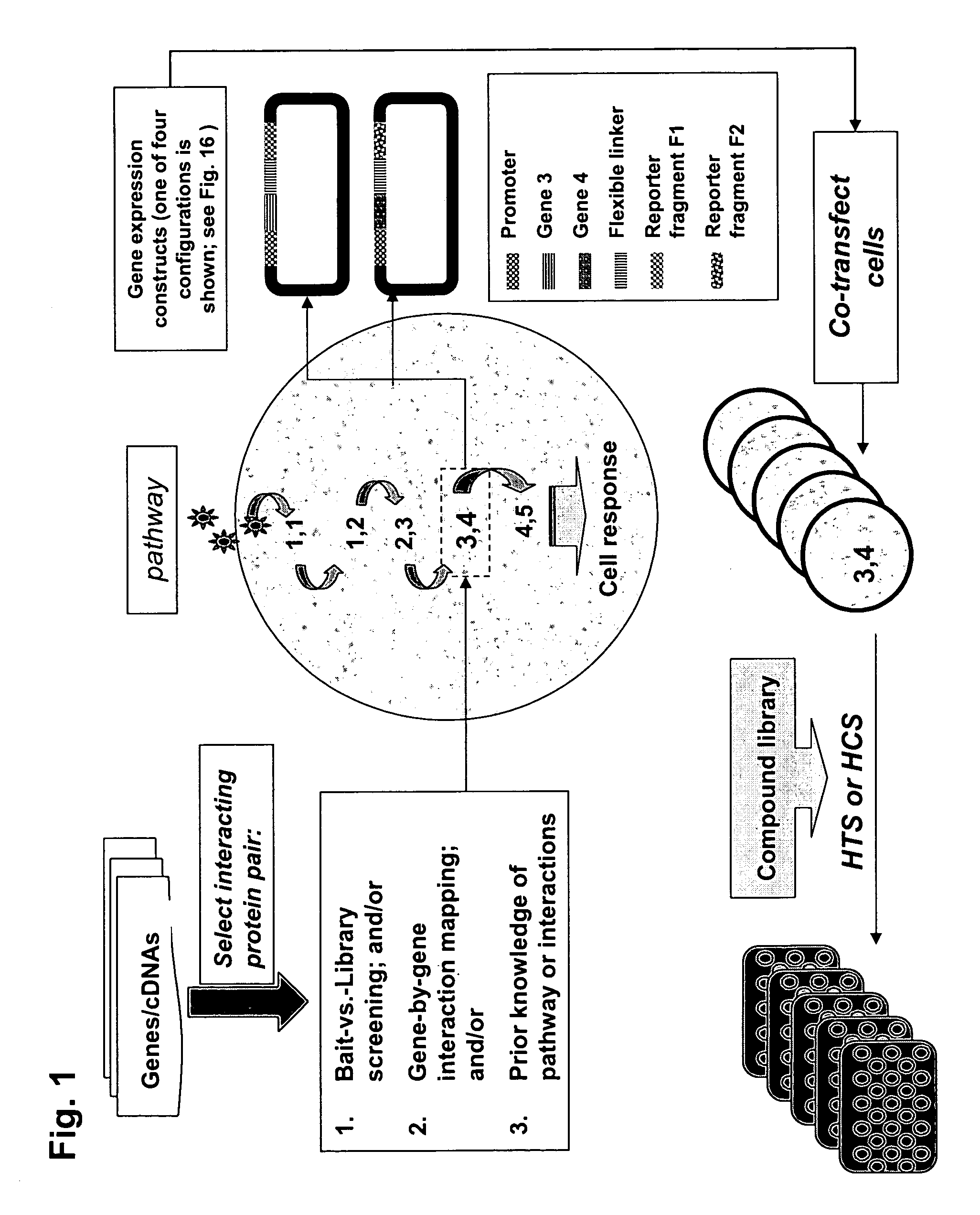 Protein fragment complementation assays for high-throughput and high-content screening