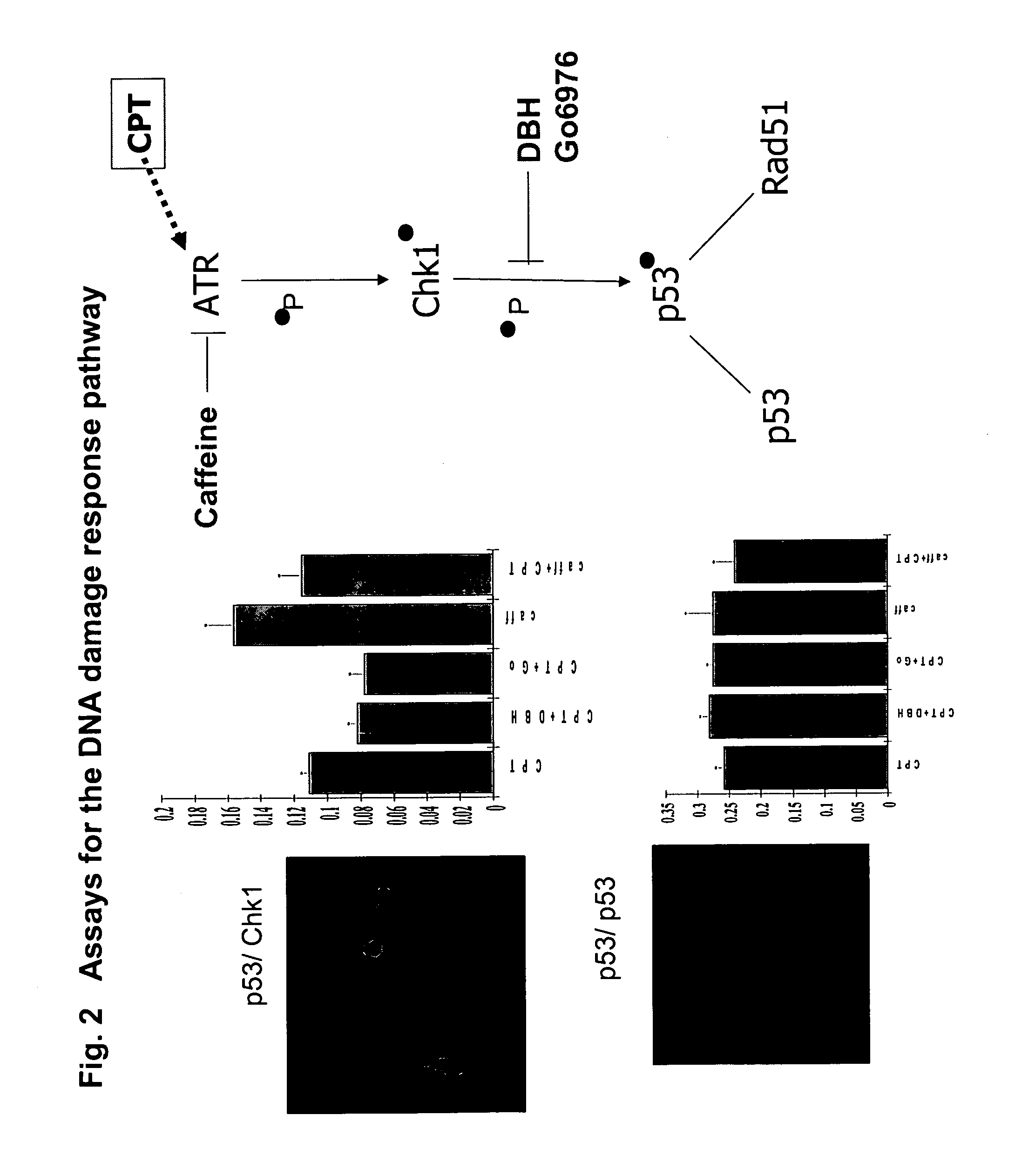 Protein fragment complementation assays for high-throughput and high-content screening