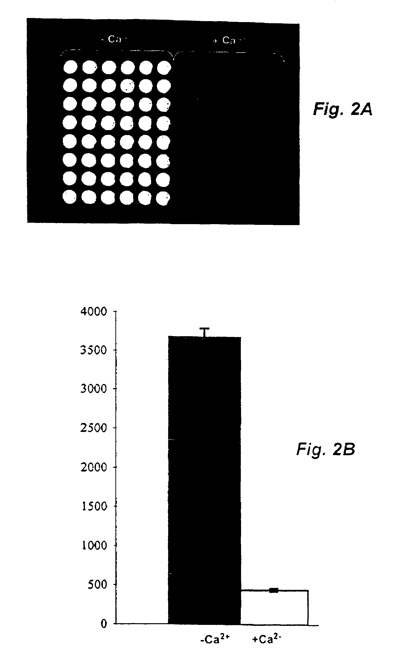 Method and probe for identifying bacterial virulence modifying agents, agents thus identified, and their use