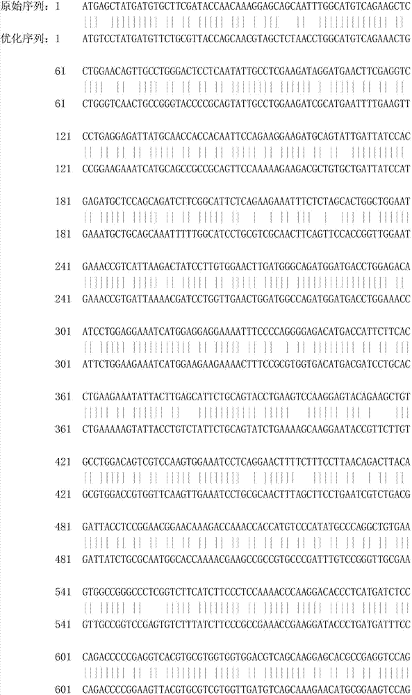 Recombinant porcine interferon beta1-Fc fusion protein as well as encoding gene and expressing method thereof