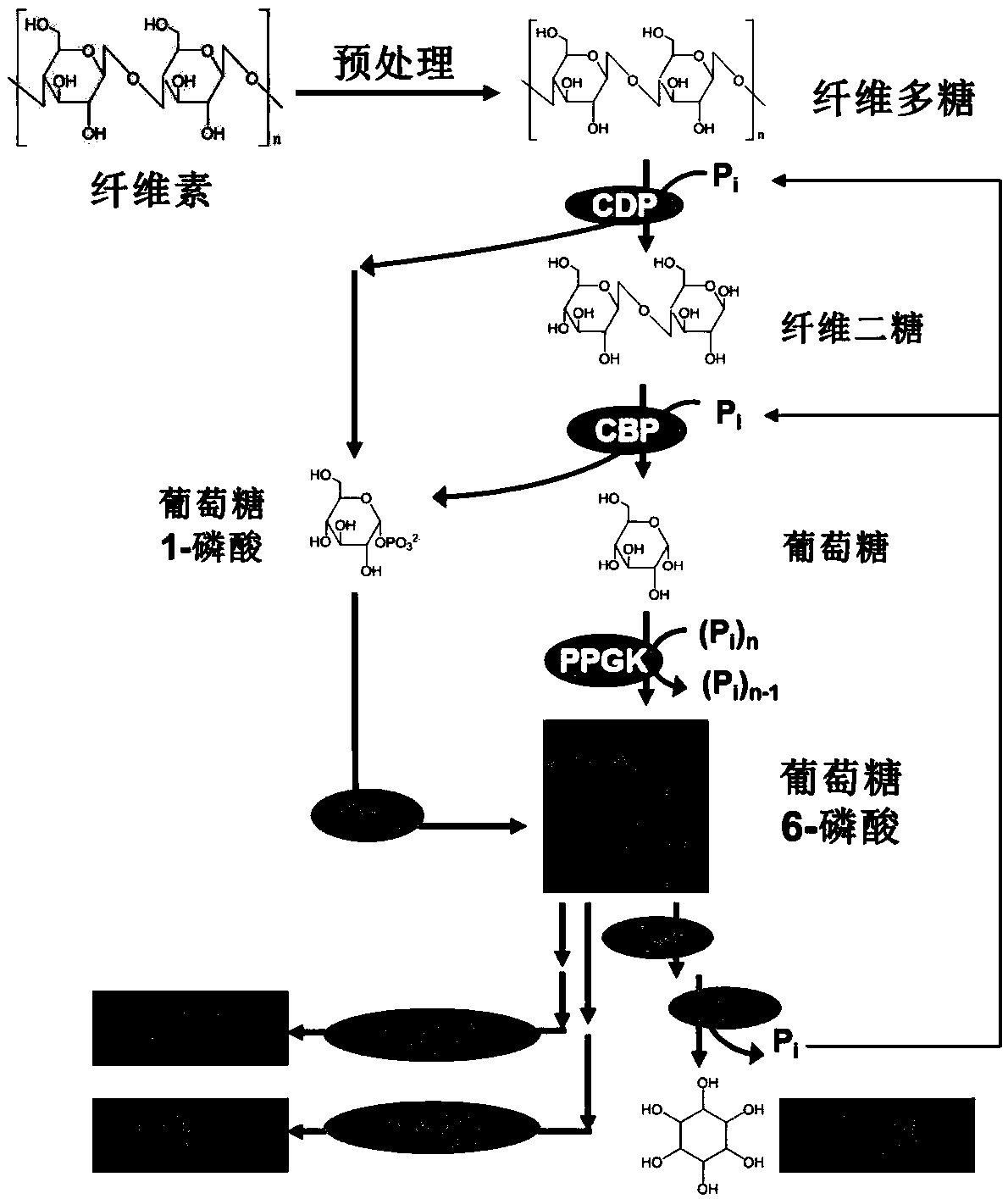 Method for producing inositol by complete phosphorolysis of cellulose