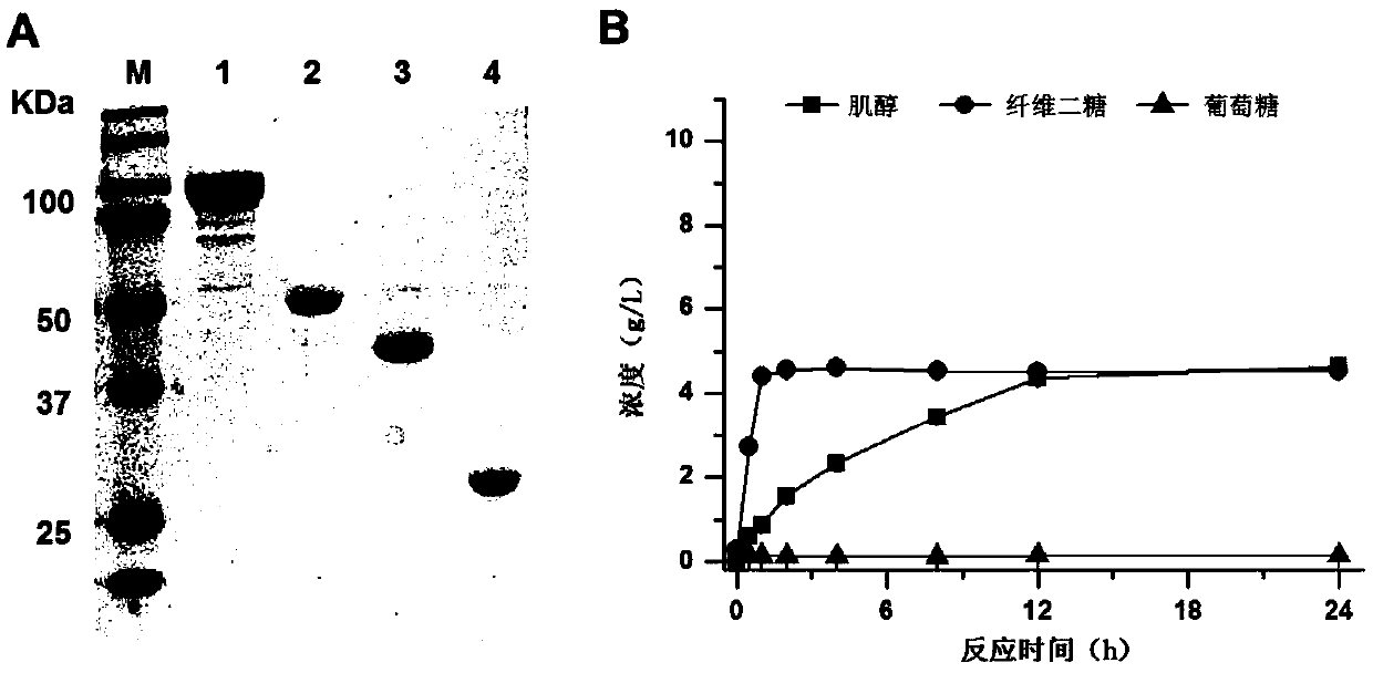 Method for producing inositol by complete phosphorolysis of cellulose