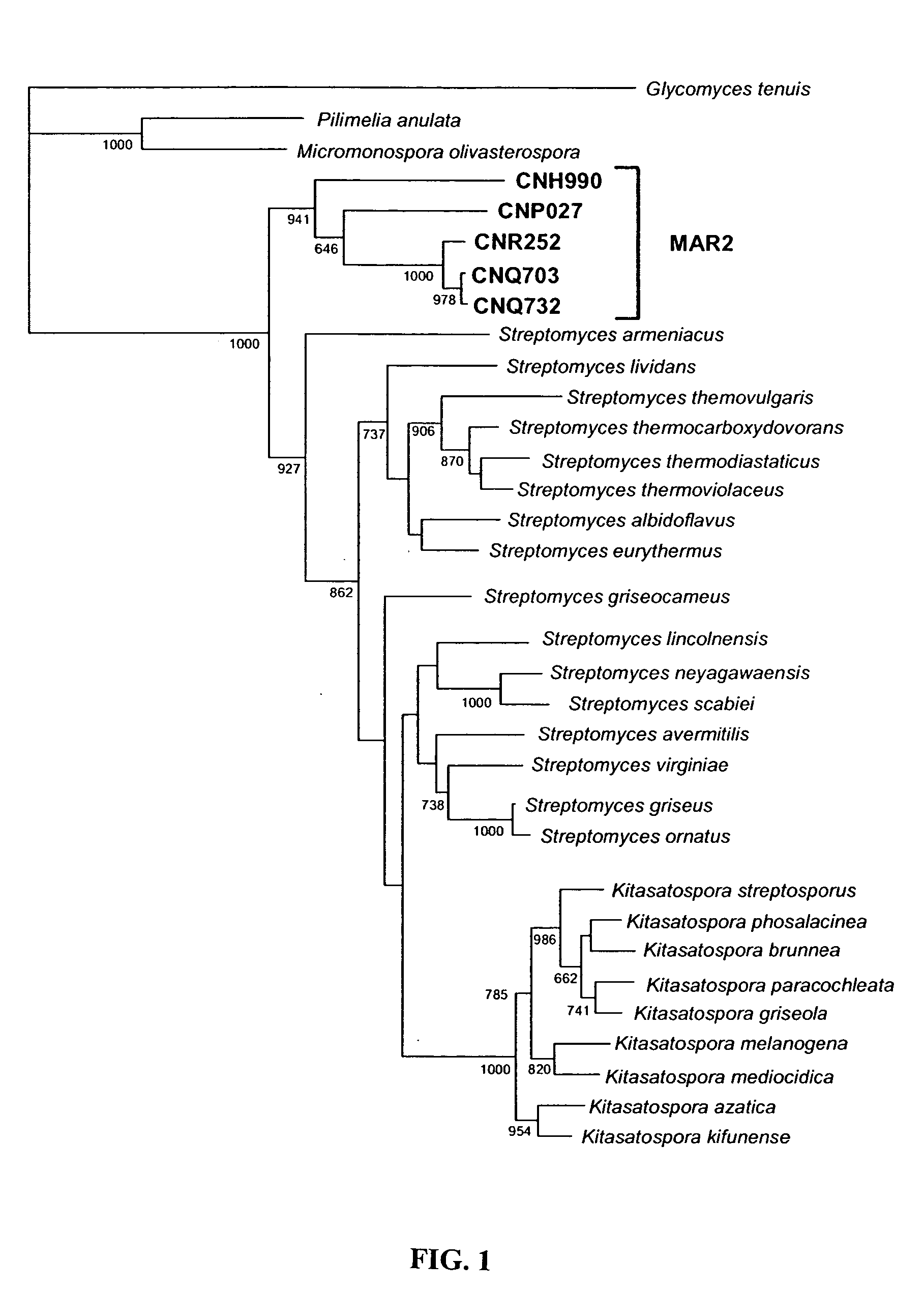 Method for the production of bioactive substances from the novel actinomycete taxon MAR2 ("Marinophilus")