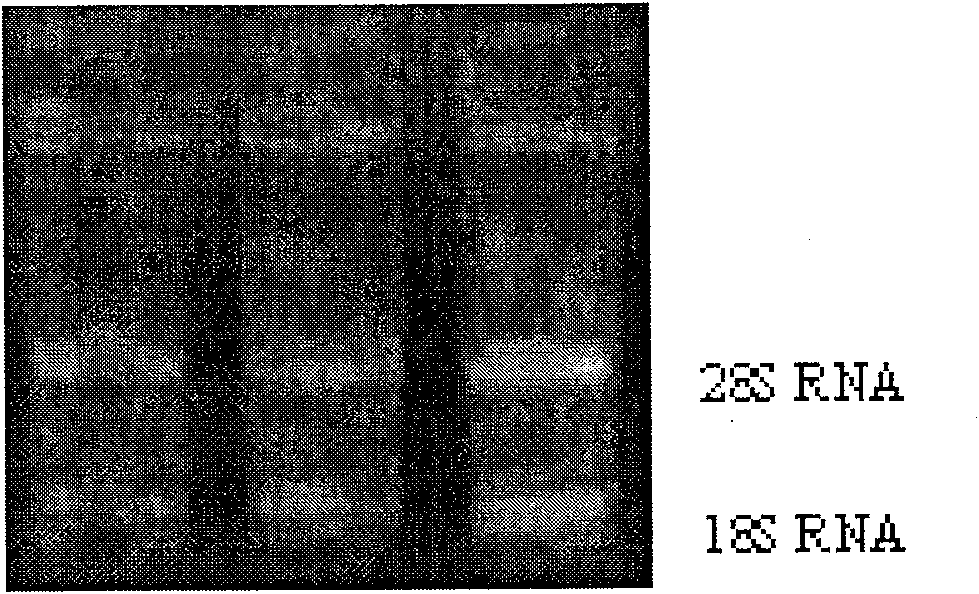 Humanized single chain antibody for anti-human cytomegalovirus envelope glycoprotein