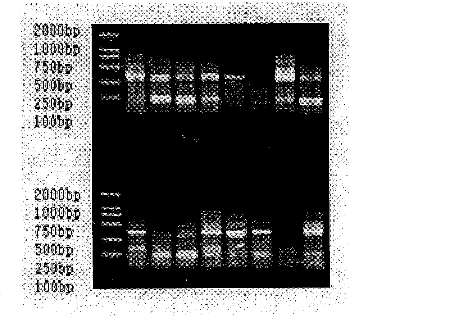 Humanized single chain antibody for anti-human cytomegalovirus envelope glycoprotein