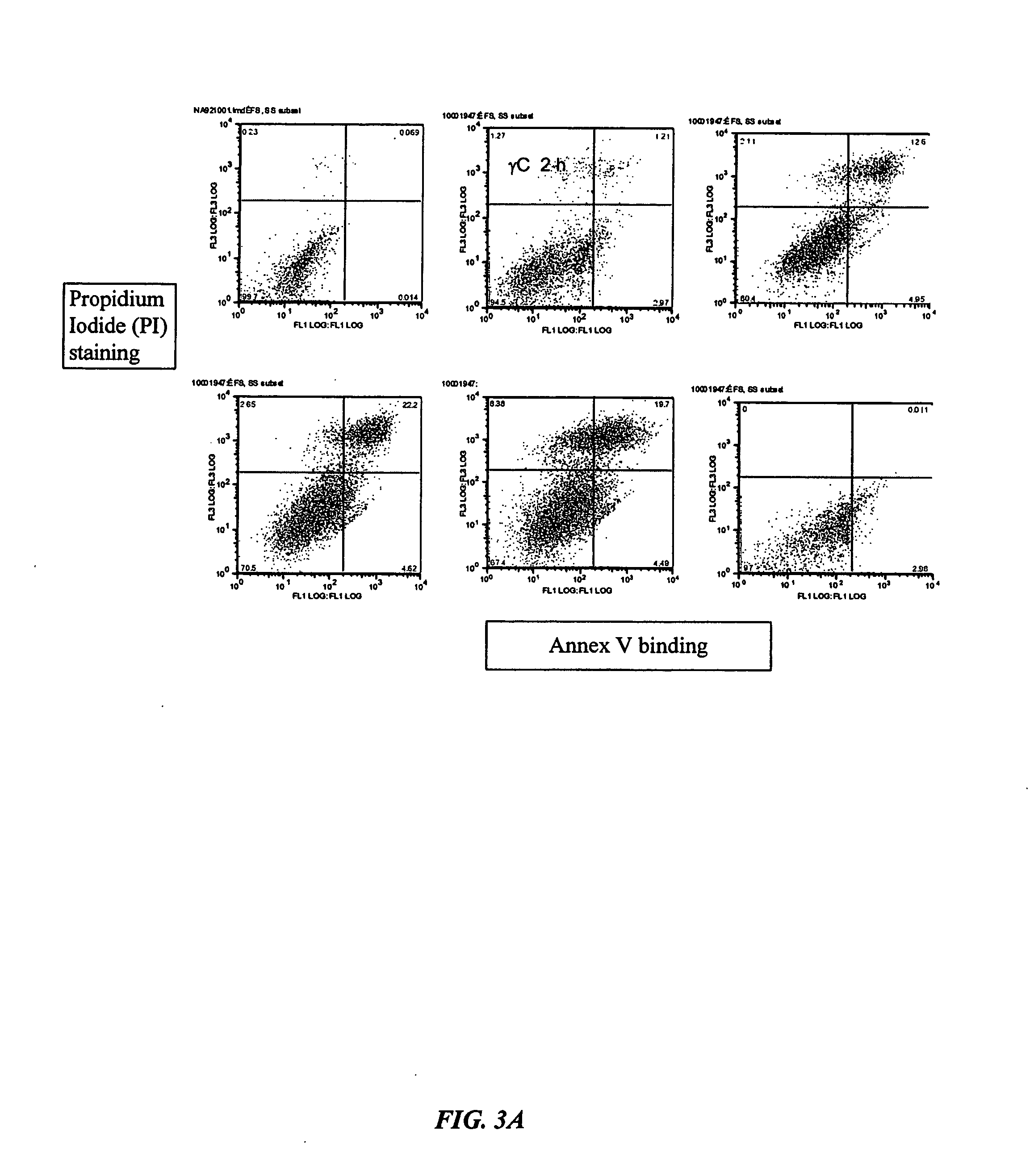 Endothelial cell apoptosis induced by fibrinogen gamma chain C-terminal fragment