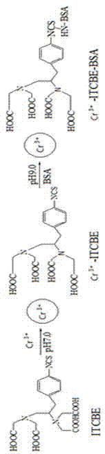 Indirect competitive enzyme linked immunosorbent assay kit for detecting chromium ions as well as preparation and detection methods thereof