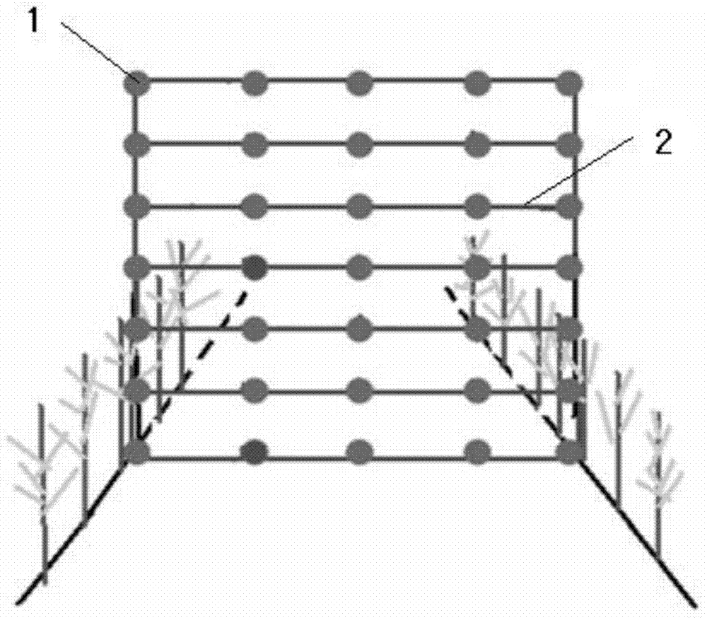 Quantization method of light space distribution of crop population