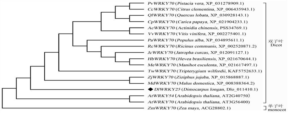 A longan flowering regulatory gene dlwrky25 and its regulatory protein and application