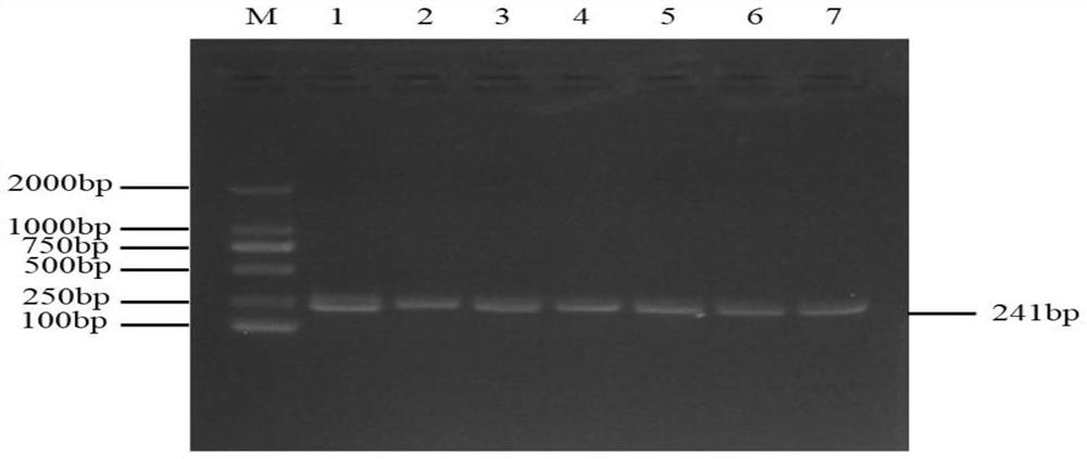 A SNP Molecular Marker Affecting Alpine Merino Wool Fiber Diameter and Its Application