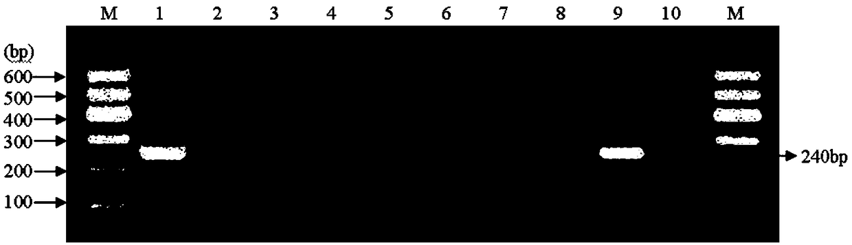 Molecular detection primers and molecular detection method of alternaria tenuissima pathogenic bacteria of leaf spot disease of potato plants