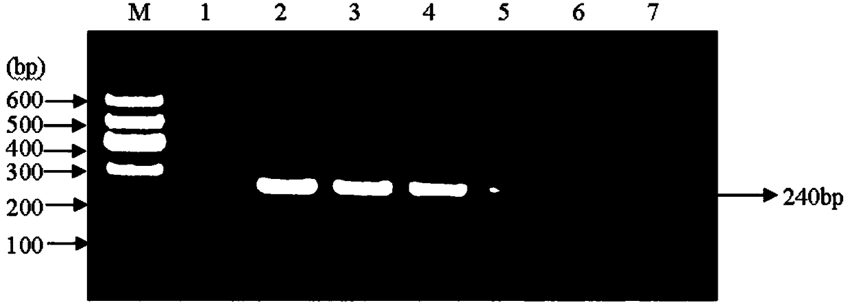 Molecular detection primers and molecular detection method of alternaria tenuissima pathogenic bacteria of leaf spot disease of potato plants